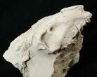 Partial Oreodont (Merycoidodon) Skull - Nice Display #15722-2